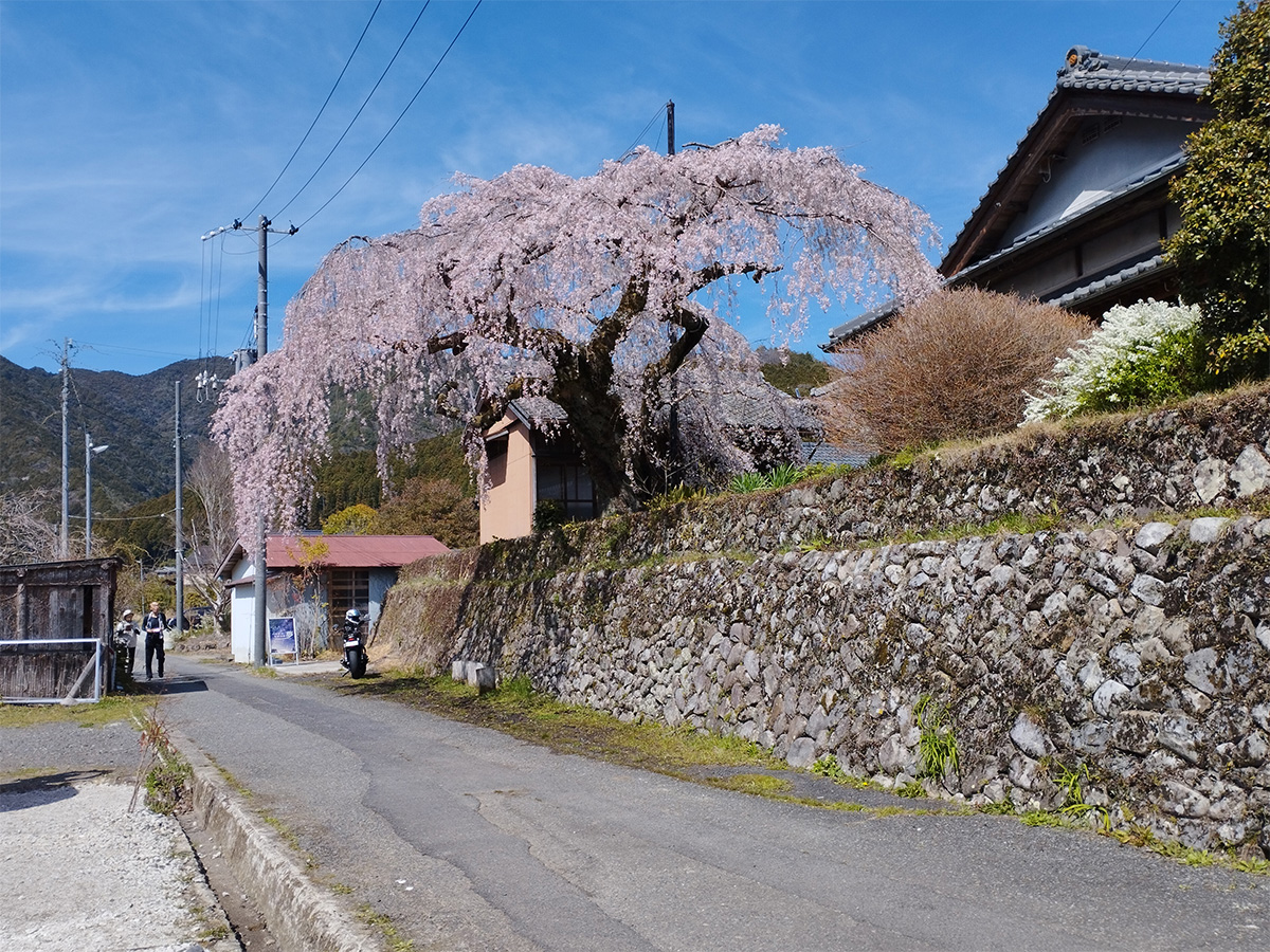 Takahara to Tsugizakura-oji Walk with Licensed Guide				